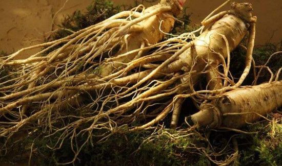 人参名字的由来