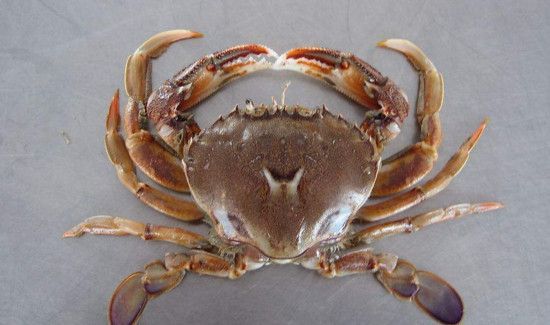 活螃蟹怎么保存在冰箱