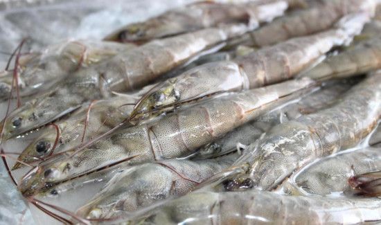 冰冻虾仁安全吗