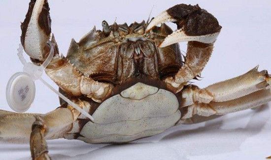 阳澄湖大闸蟹开湖时间2019