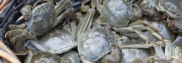 阳澄湖大闸蟹开湖时间2019