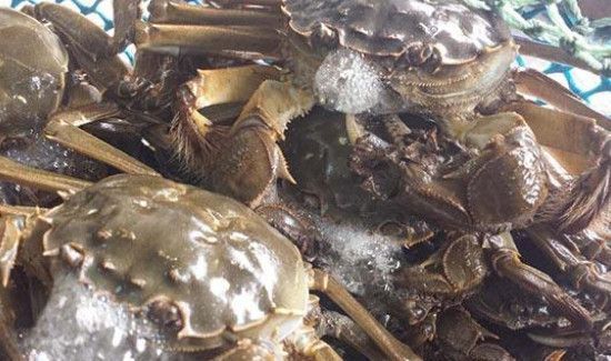 阳澄湖大闸蟹开湖时间2019