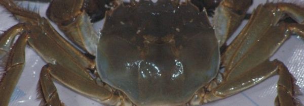 湖蟹什么时候上市