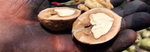 吃核桃手黑怎么洗掉