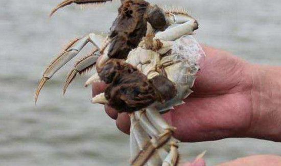 湖蟹死了为什么不能吃