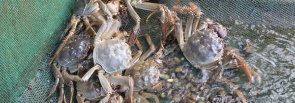 湖蟹属于海鲜吗