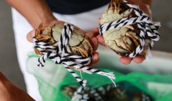 螃蟹可以带上飞机吗