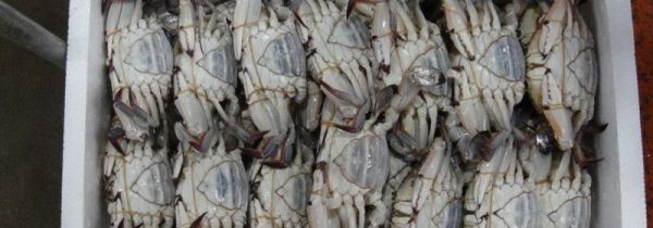 活螃蟹直接冷冻保存可以吗