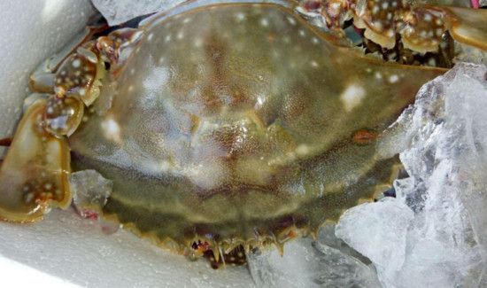 活螃蟹直接冷冻保存可以吗