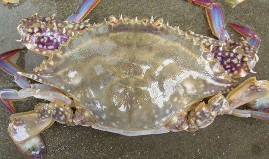 活螃蟹直接冷冻以后可以吃吗