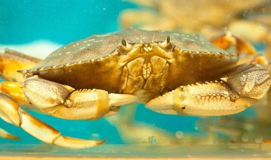 活螃蟹直接冷冻以后可以吃吗