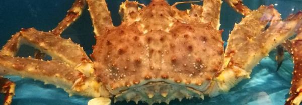 活螃蟹直接冷冻以后可以吃吗