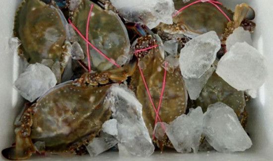 活螃蟹直接冷冻保存可以吗