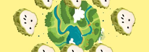 释迦果为什么那么贵