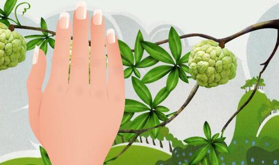 释迦果为什么那么贵