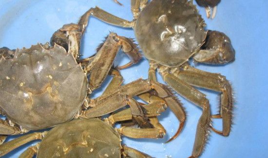 河蟹死了一天怎么处理