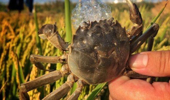 河蟹死了一天怎么处理