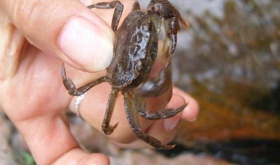 螃蟹死了多久就不能吃了