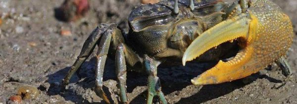 螃蟹死了多久就不能吃了