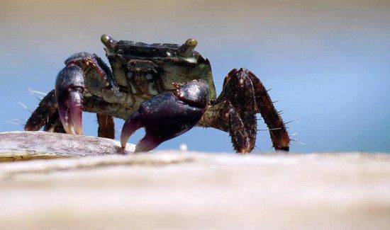 螃蟹死了多久就不能吃了