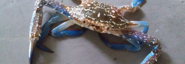 花蟹死了多久不能吃