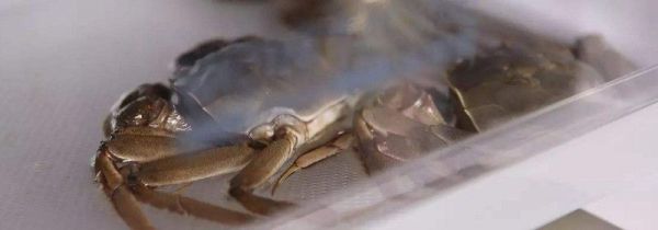 活螃蟹怎么保存过夜