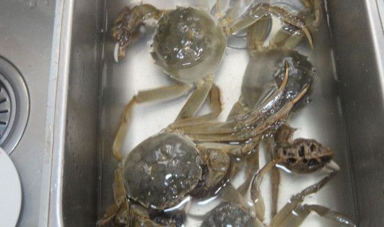 活螃蟹怎么保存过夜