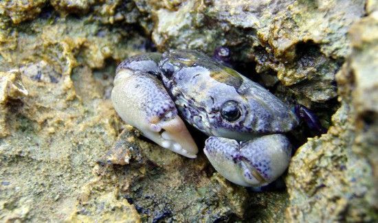 死掉的螃蟹暂时不吃怎么处理