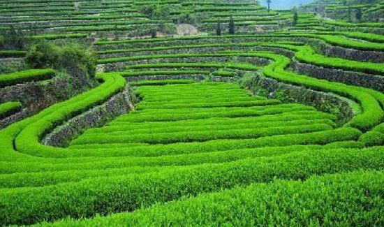 黄山毛峰是绿茶吗