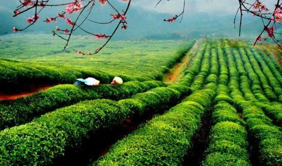 西湖龙井的分类