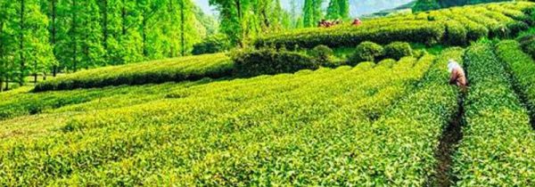 西湖龙井的分类