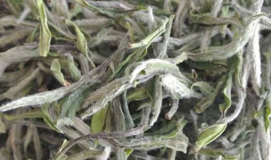 白茶能和枸杞一起泡着喝吗