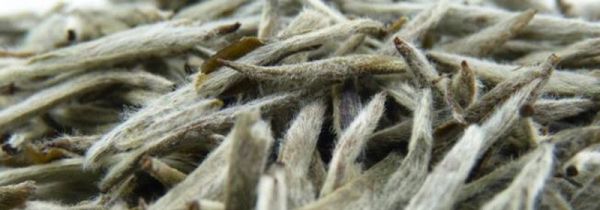 白茶的等级怎么划分