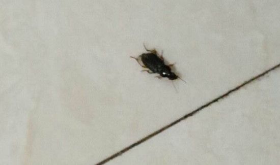 为什么南方的蟑螂会飞