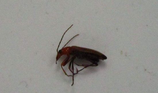 为什么南方的蟑螂会飞