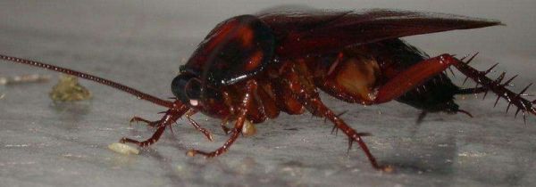 为什么南方的蟑螂会飞