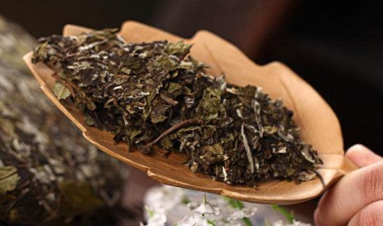 白茶能天天喝吗