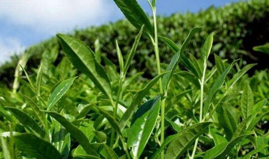 铁观音的副作用