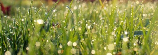 白露节气的含义是什么