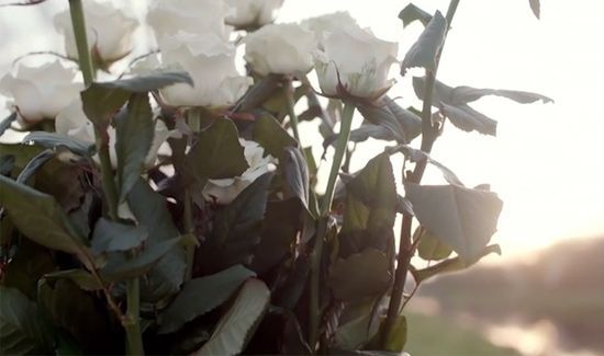 白玫瑰代表什么