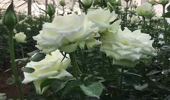 白玫瑰代表什么