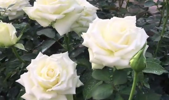 白玫瑰代表什么