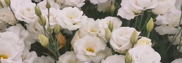 白玫瑰代表什么