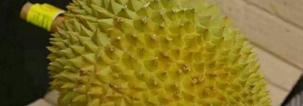 榴莲是下奶还是回奶