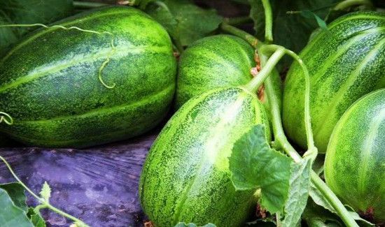 香瓜是凉性的吗