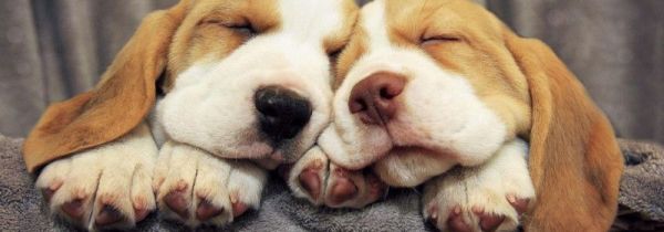 追女孩的浪漫小花招