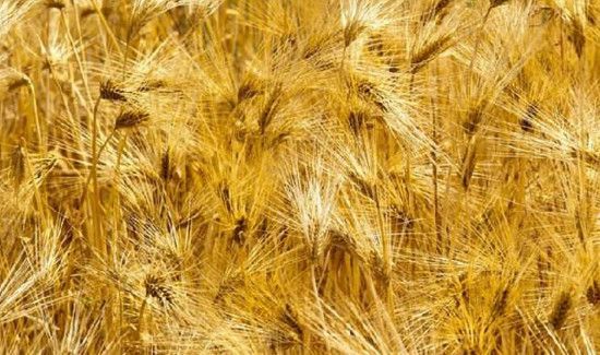 大麦茶第一泡要倒掉吗