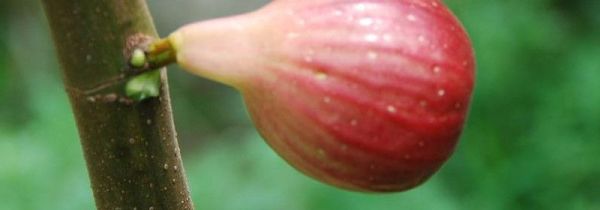 孕妇一天吃几个无花果