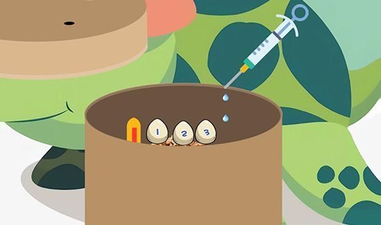 乌龟蛋怎么孵化