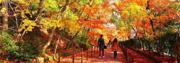 看红叶的地方排名